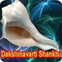 Siddha dakshinavarti shankha